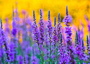 粉丝别看《塞尔达传说：王国之泪》14分试玩视频