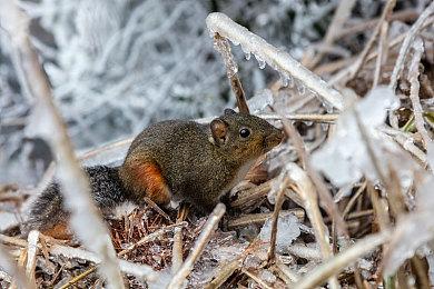 《使命召唤18：先锋》开发商声明自己在讼案中的立场